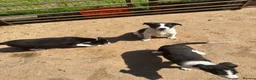 Border Collie dogs for sale: Border collie pups  - Advert 6
