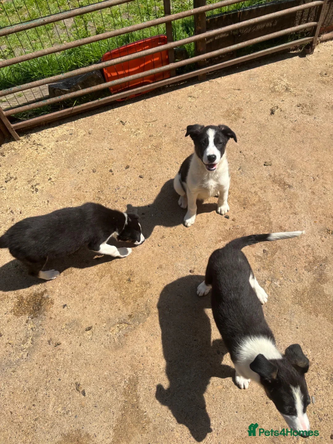 Border Collie dogs for sale: Border collie pups  - Advert 6