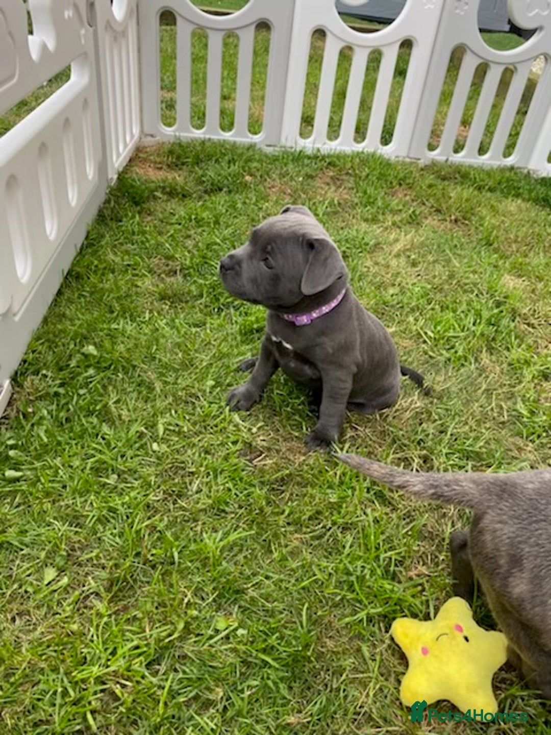 Staffordshire Bull Terrier dogs for sale: KC registered Blue Staffordshire bull terrier’s  in Colchester - Image 24
