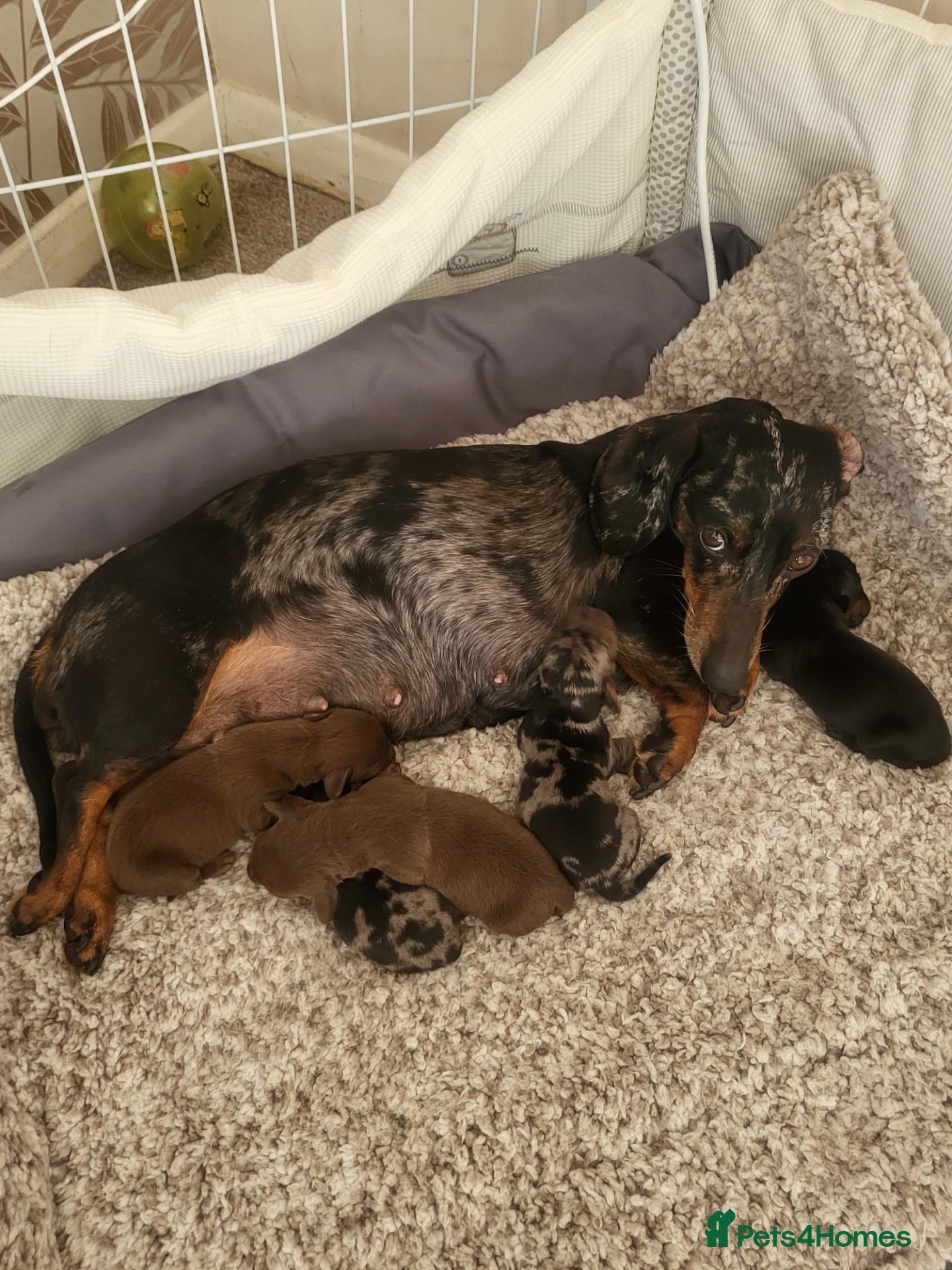 Miniature Dachshund dogs Minuture Dachsund female - Advert 1