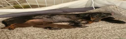 Miniature Dachshund dogs for sale: Minuture Dachsund female - Advert 1