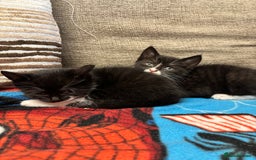 Mixed Breed cats for sale: 3 beautiful kitties ready now!!  - Image 3