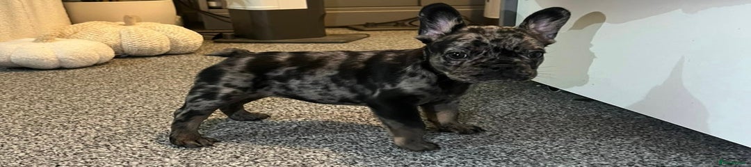 French Bulldog Merle 