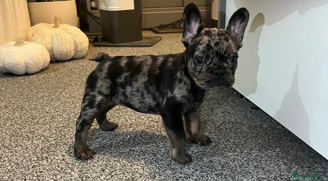French Bulldog dogs for sale: Beautiful French bulldogs  - Image 5