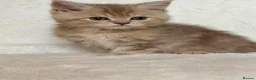 British Shorthair cats for sale: GCCF, BSH kittens from health tested parents  - Advert 24