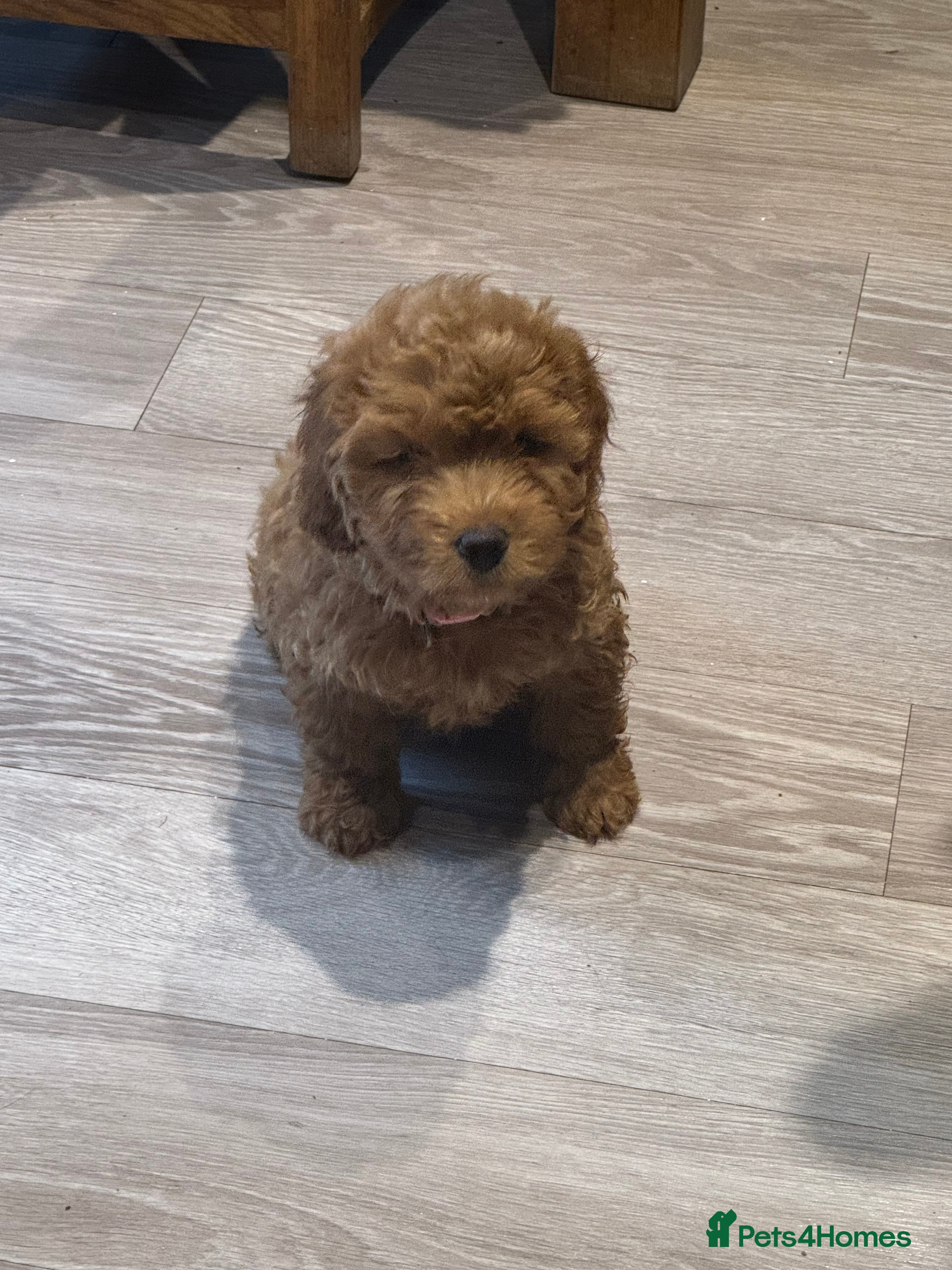 Cockapoo dogs 1 Girl left - READY TO LEAVE. - Advert 4