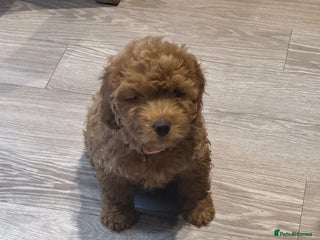 Cockapoo dogs 1 Girl left - READY TO LEAVE. - Advert 4