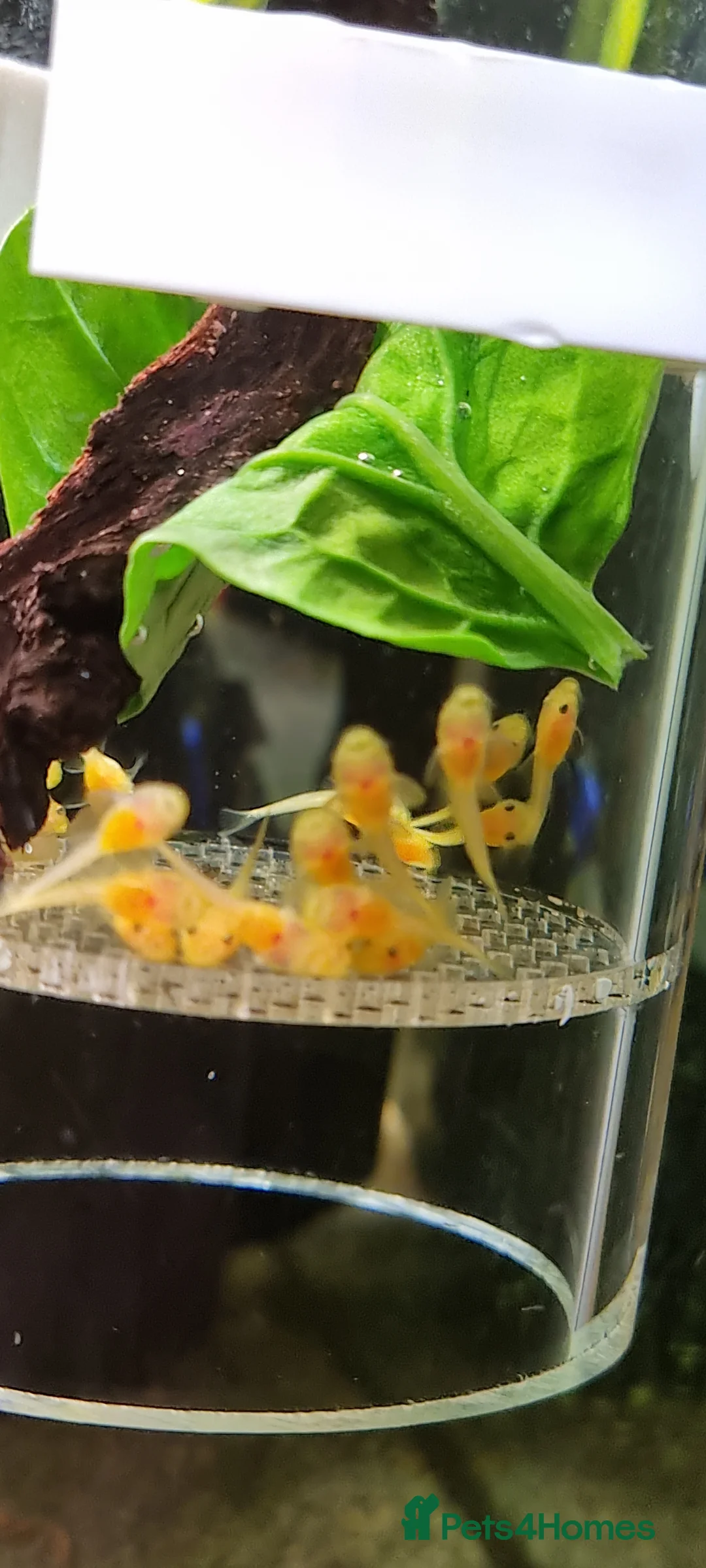 Plecos fish for sale: Blue eyed lemon plecos L144 - Advert 1