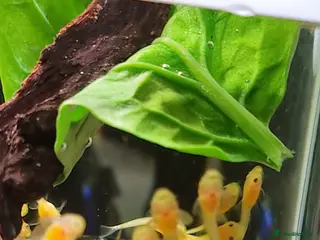 Plecos fish Blue eyed lemon plecos L144 - Advert 5