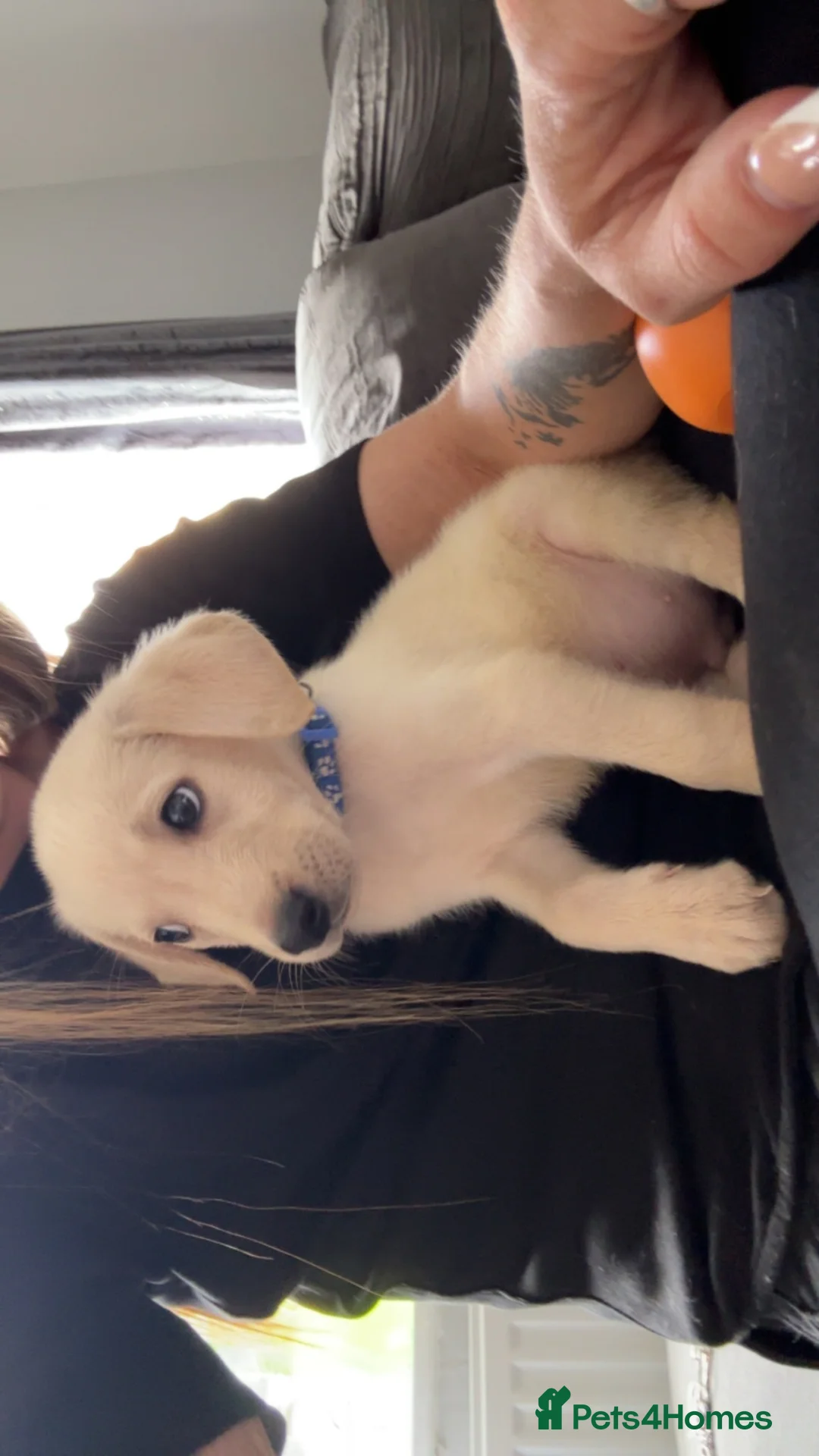 Labrador Retriever dogs for sale: Grey  in Bradford - Advert 4