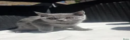 Scottish Fold cats for sale: 😍Stunning scottish straights from champion line😍 - Advert 4