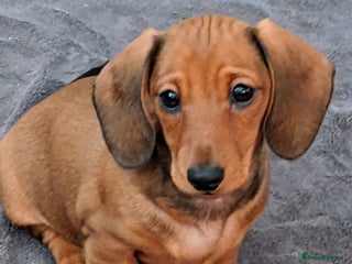 Miniature Dachshund dogs smooth miniature dachshund - Advert 8