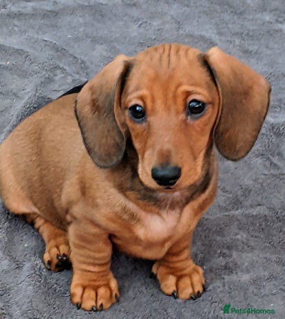 Miniature Dachshund dogs smooth miniature dachshund - Advert 2
