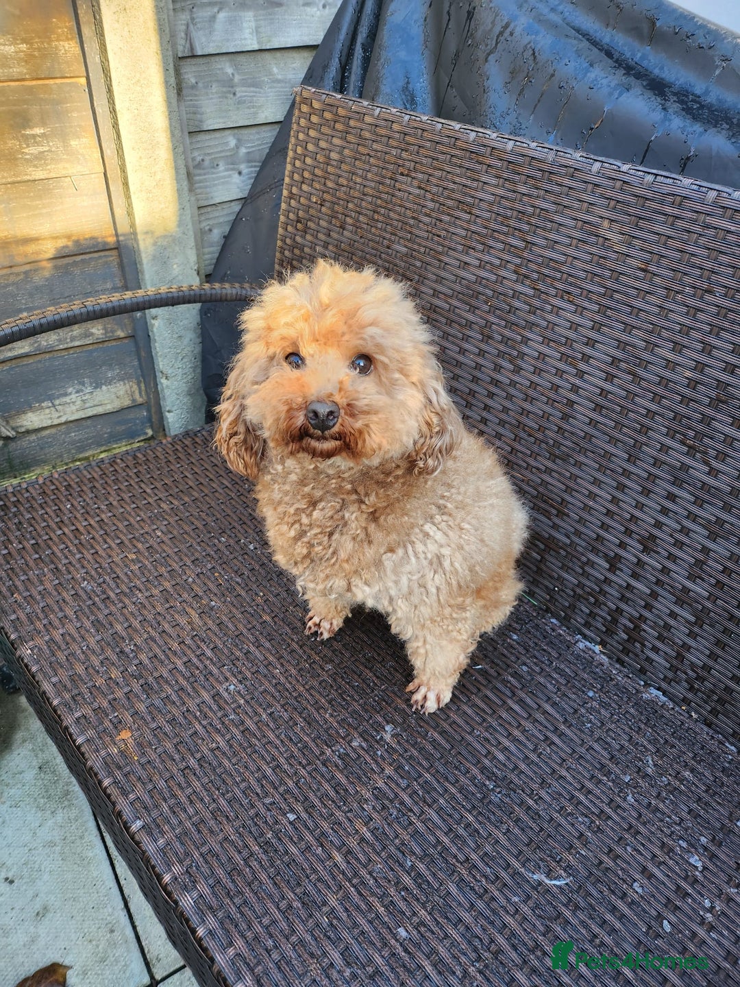 Toy Poodle dogs for sale: KC 6 yrs old Toy poodle girl - Advert 2