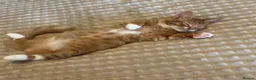 Mixed Breed cats for sale: 1 year old ragdoll and ginger tabby  in Hatfield - Advert 10