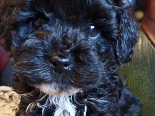 Cavapoo dogs Gorgeous f1b Cavapoo pups - Advert 2