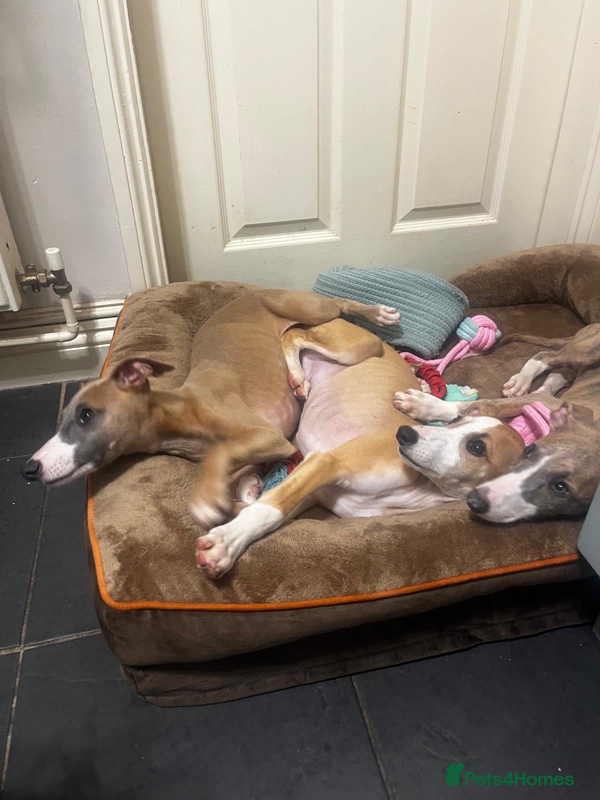 Whippet dogs for sale: Outstanding Male Whippets - Advert 1