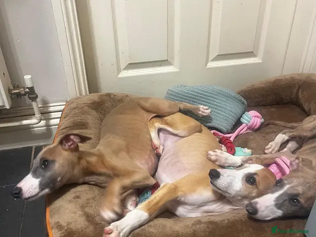 Whippet dogs for sale: Outstanding Male Whippets - Advert 1