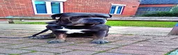 Mixed Breed dogs for sale: Napoleon mastiff x cane corso - Advert 2