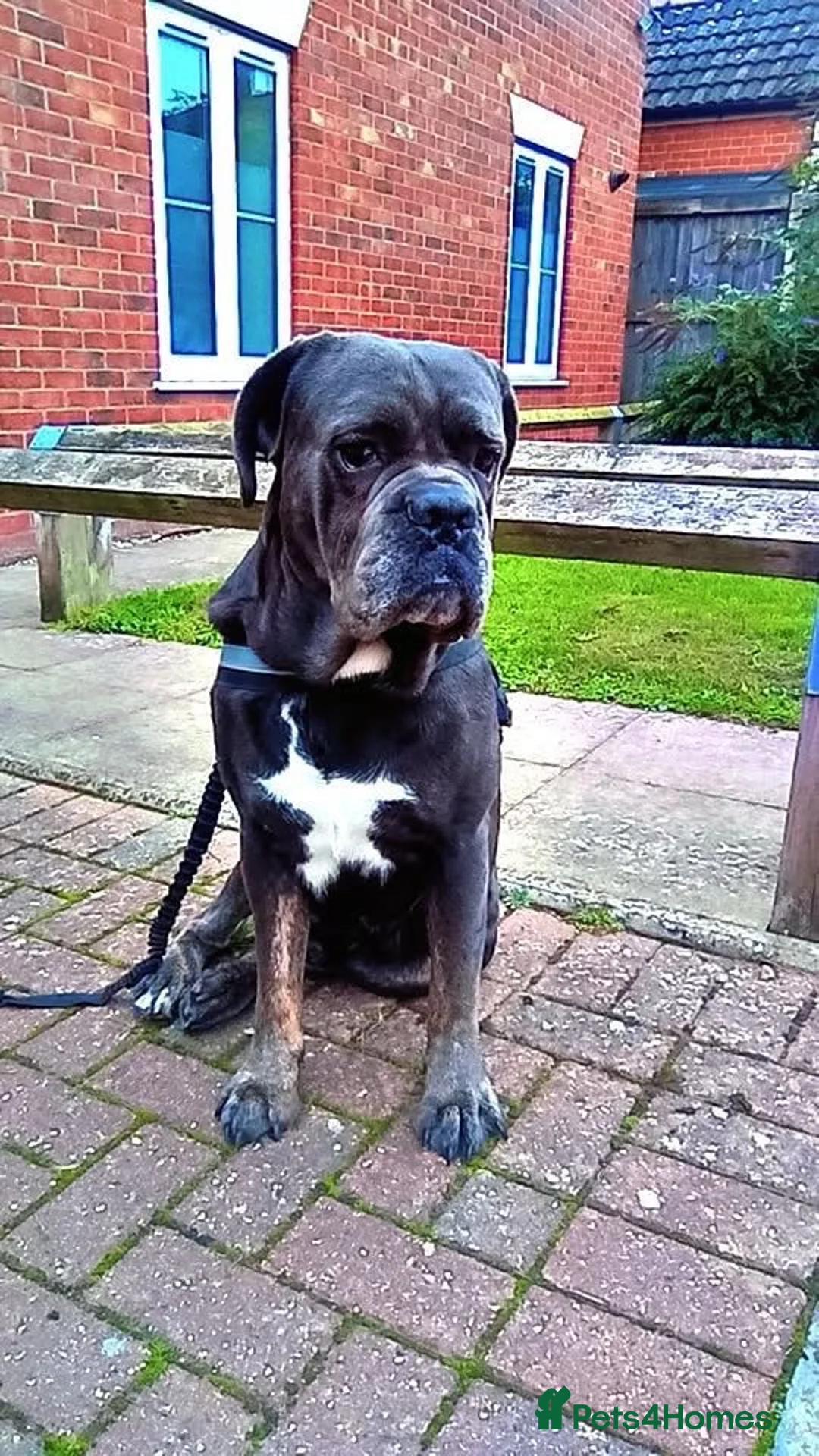 Mixed Breed dogs for sale: Napoleon mastiff x cane corso - Advert 2
