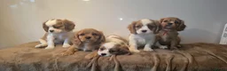 Cavalier King Charles Spaniel dogs for sale: 2 boys left ready to go now ❤️ - Advert 8