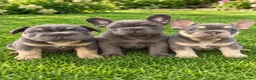 French Bulldog dogs for sale:  Unexpectedly Available – Voldemort - Advert 3
