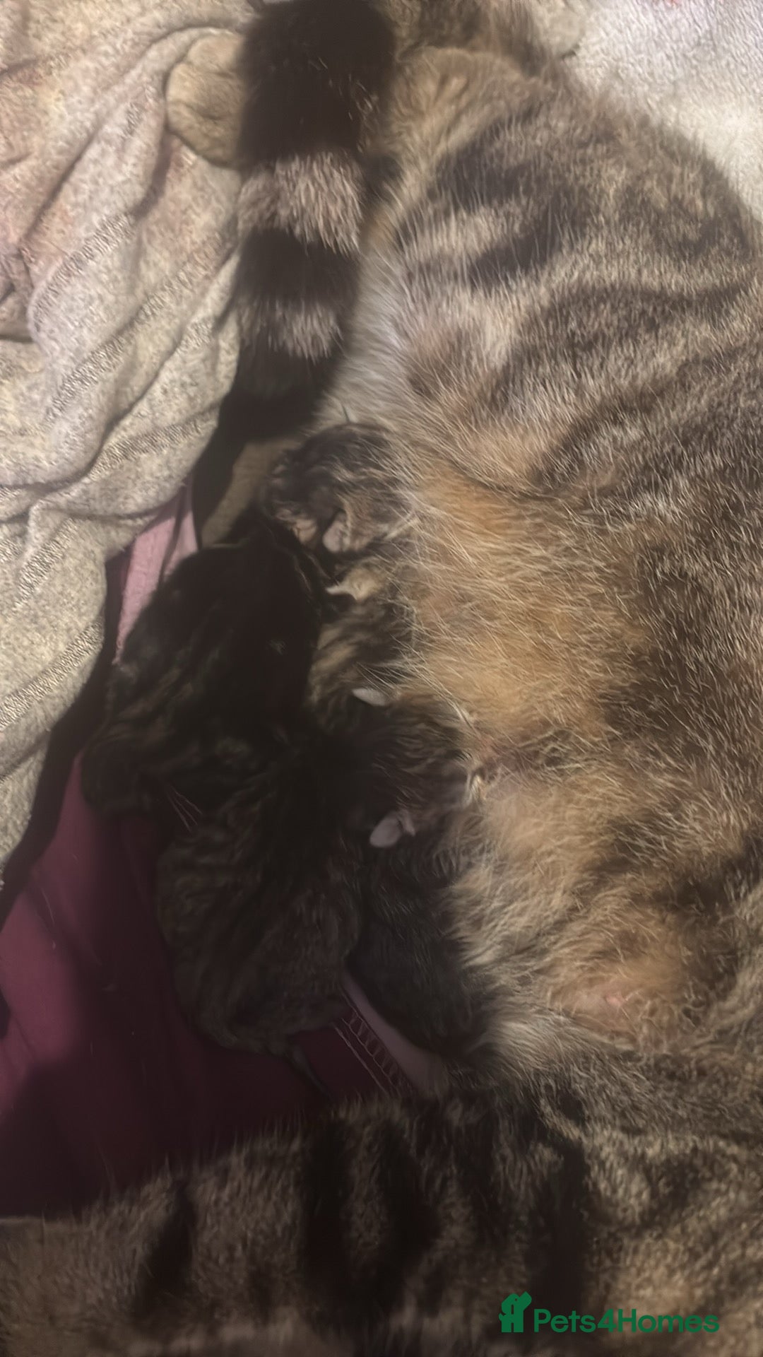 Bengal cats for sale: Bengal kittens  - Advert 10