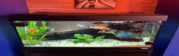 Cichlids fish for sale: Peacock Cichlid male tank set up - Advert 2