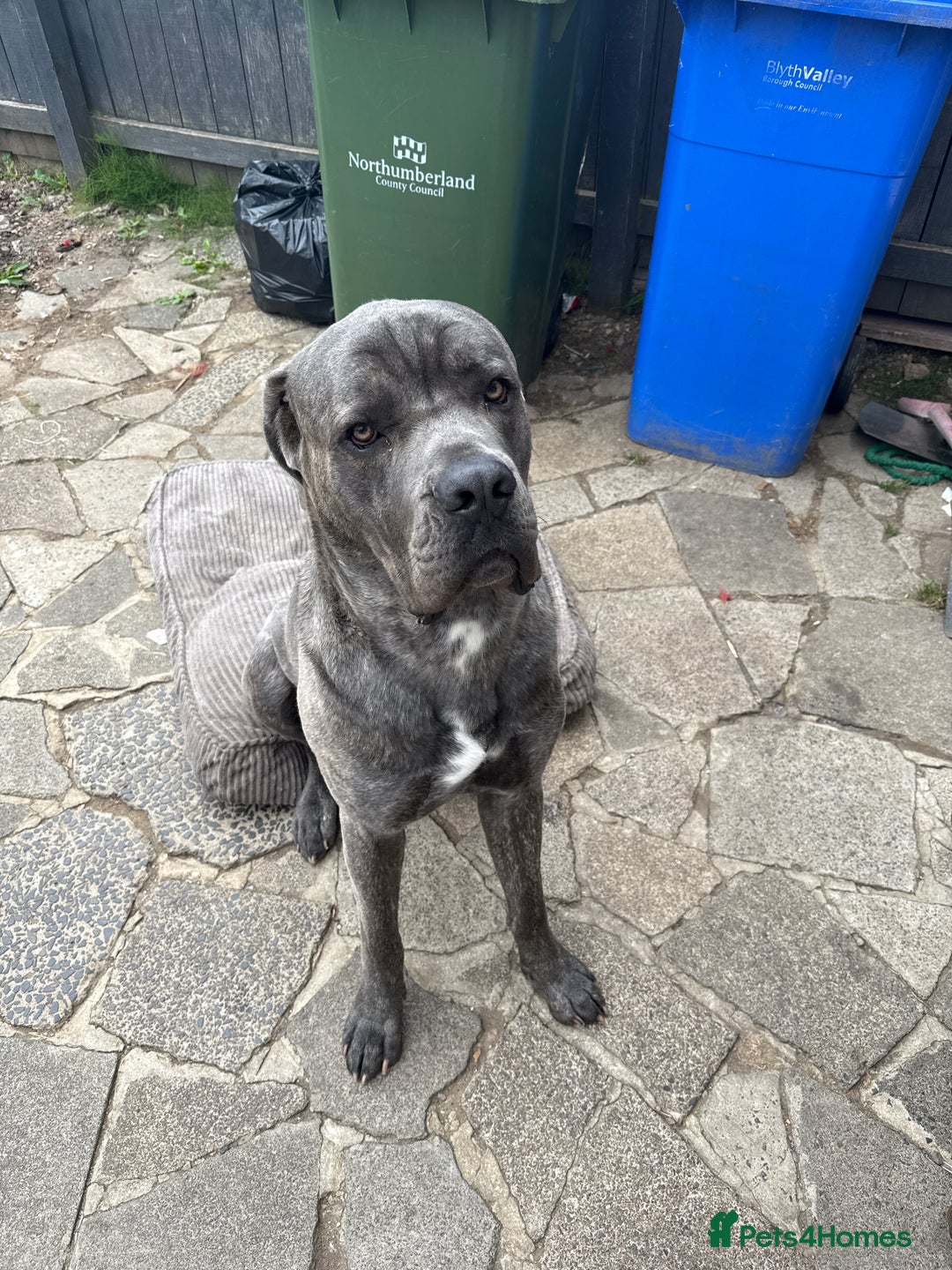 Cane Corso dogs for stud: Male cane corso for stud - Image 2