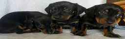 Miniature Dachshund dogs for sale: Last little boy miniature dachshund 💙 - Advert 4