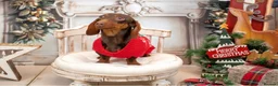 Dachshund dogs for sale: Looking for a loving forever home for our girl in Manchester - Advert 1