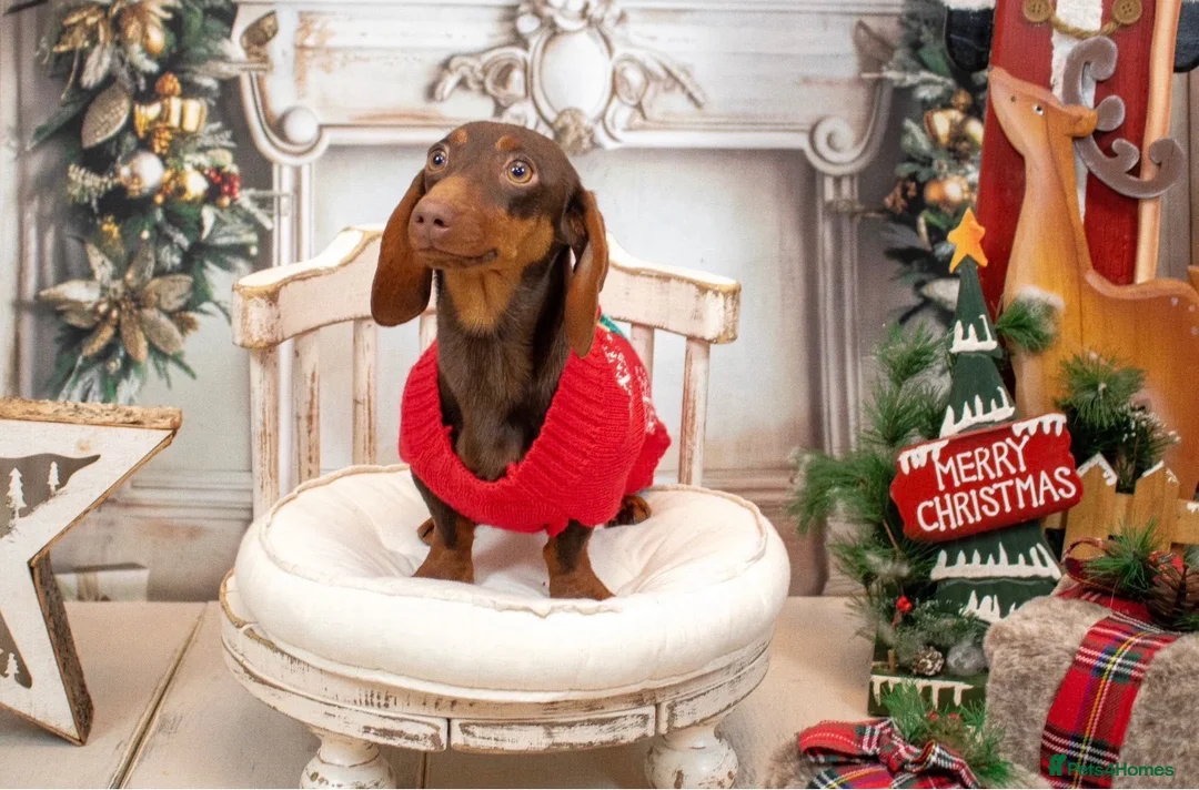 Dachshund dogs for sale: Looking for a loving forever home for our girl in Manchester - Advert 1