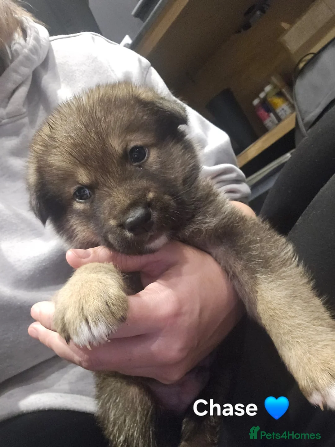 Mixed Breed dogs for sale: Akita x German shepherd chunky puppies - Advert 14