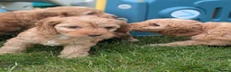 Cockapoo dogs for sale: Miniature F1 Cockapoo Pups, Health Tested Parents - Advert 4