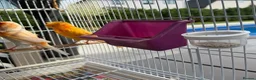 Parrots birds for sale: Find Your Perfect Parrot–Loving Companions Ready in Halifax - Advert 9