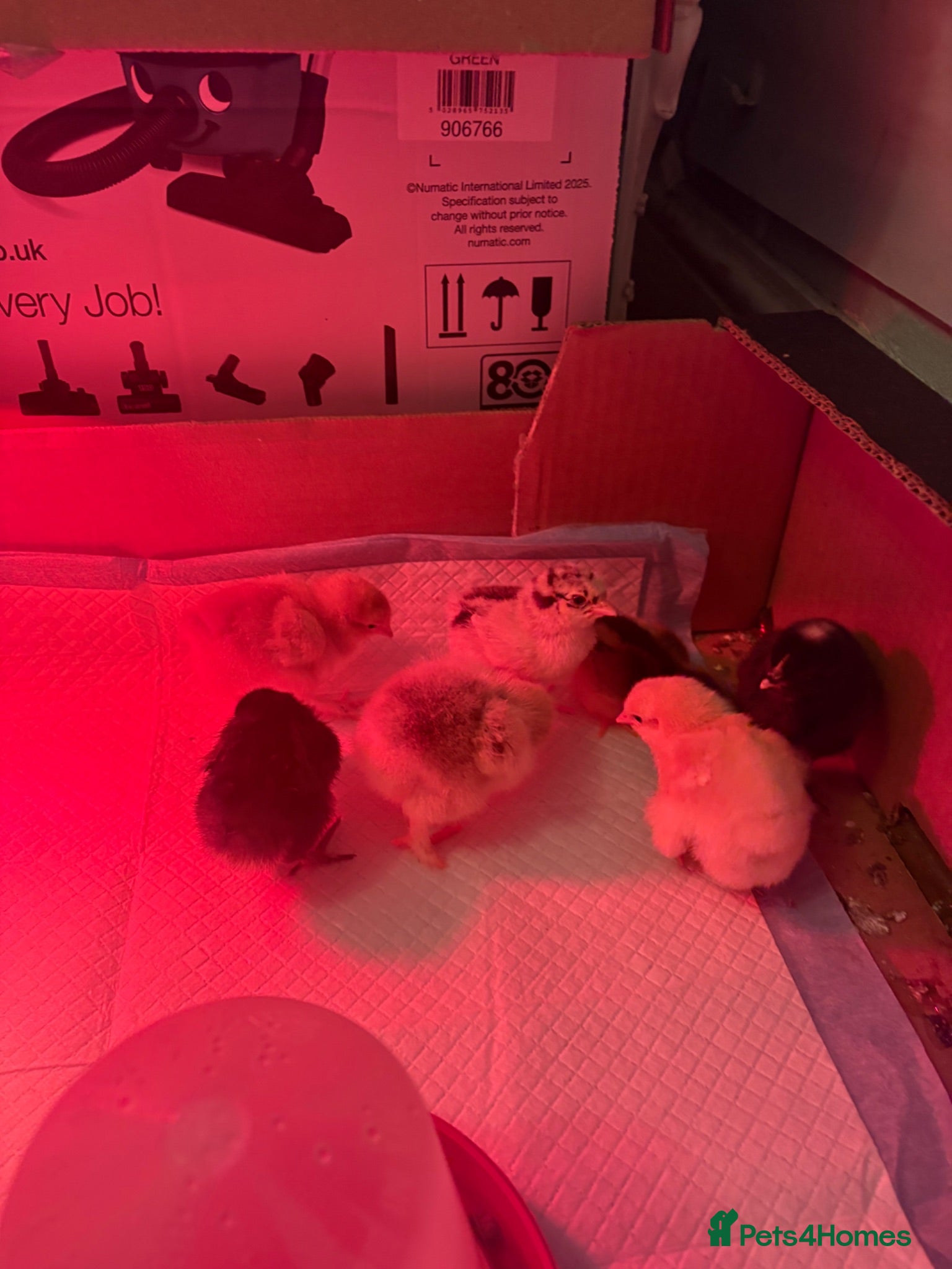 Chickens poultry Mixed breed of chicks for sell  - Advert 2