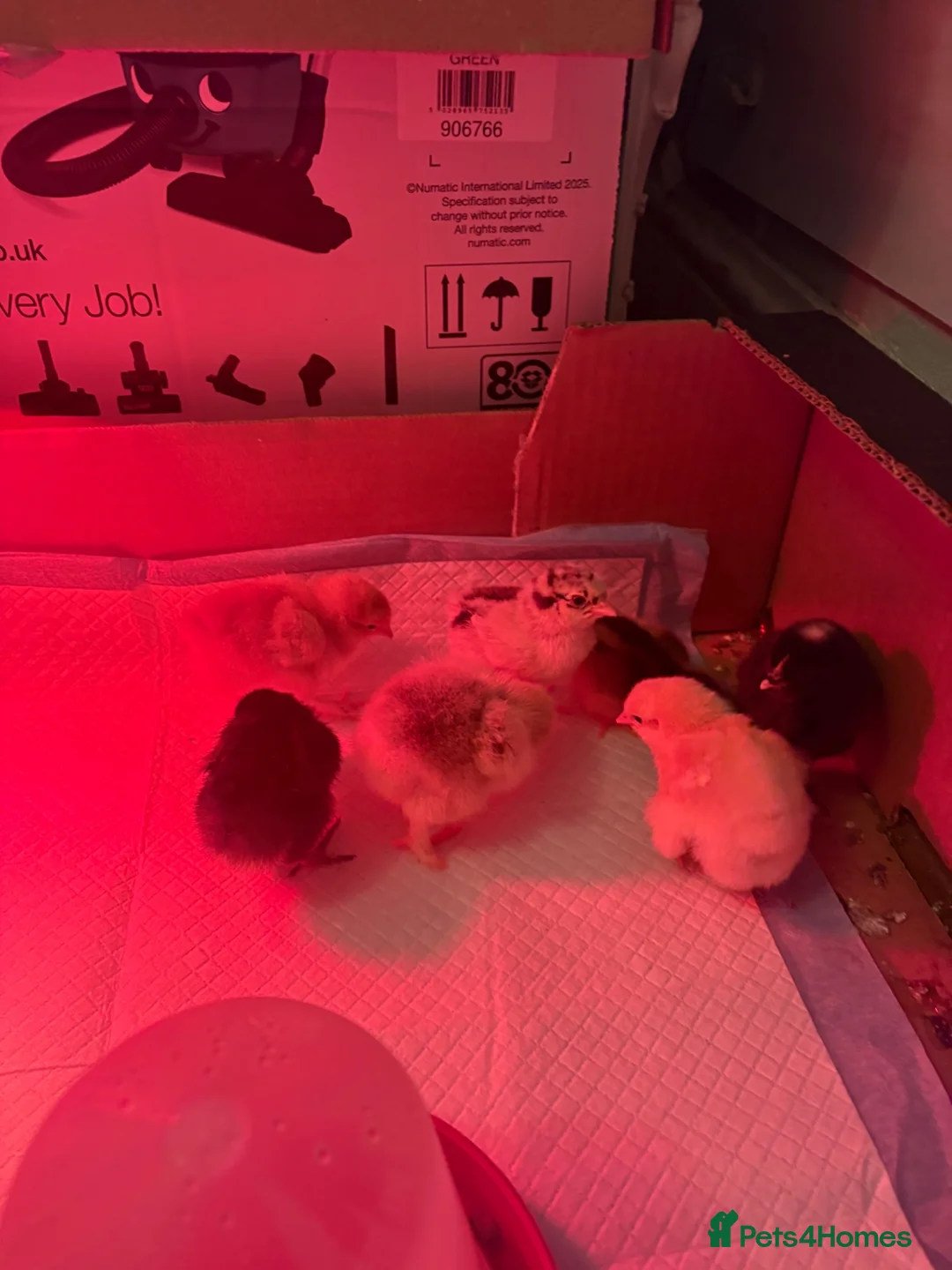 Chickens poultry for sale: Mixed breed of chicks for sell  in Bridport - Advert 1