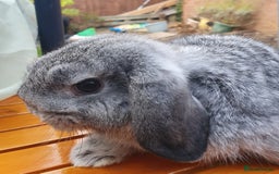 Mini Lop rabbits for sale: Spayed/neutered rabbits Vac RHD2 yurvac - Image 6