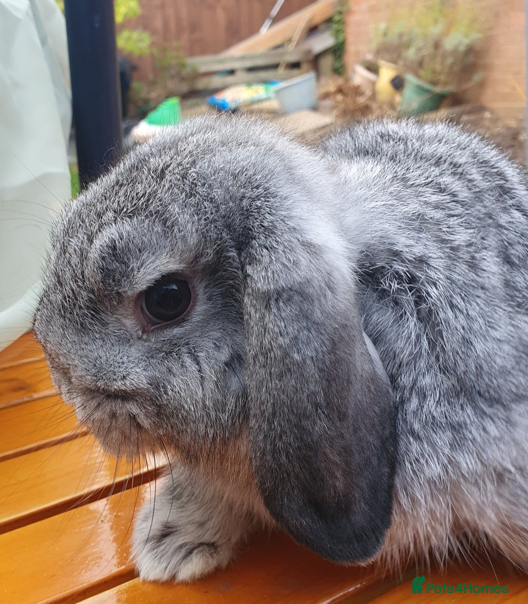 Mini Lop rabbits for sale: Spayed/neutered rabbits Vac RHD2 yurvac - Image 6