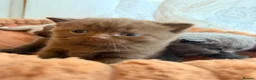 British Shorthair cats for sale: Fully british short hair kittens  - Advert 34