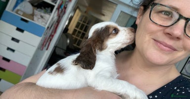 Cocker Spaniel dogs - Advert 6