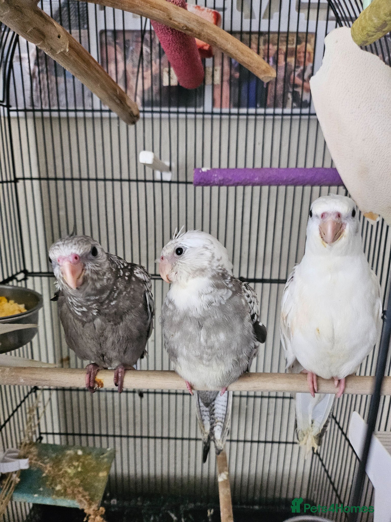 Cockatiels birds Tame cockatiel chicks  - Advert 2