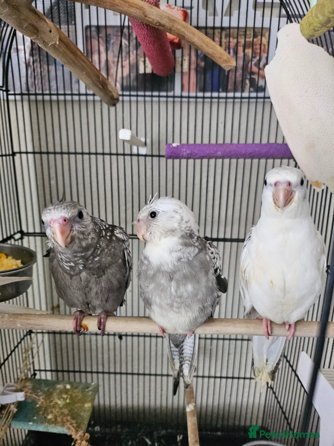 Cockatiels birds for sale: Tame cockatiel chicks  - Advert 1