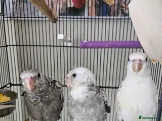 Cockatiels birds Tame cockatiel chicks - Advert 2