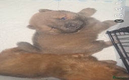 Chow Chow dogs for sale: Chow chow pups - Image 8