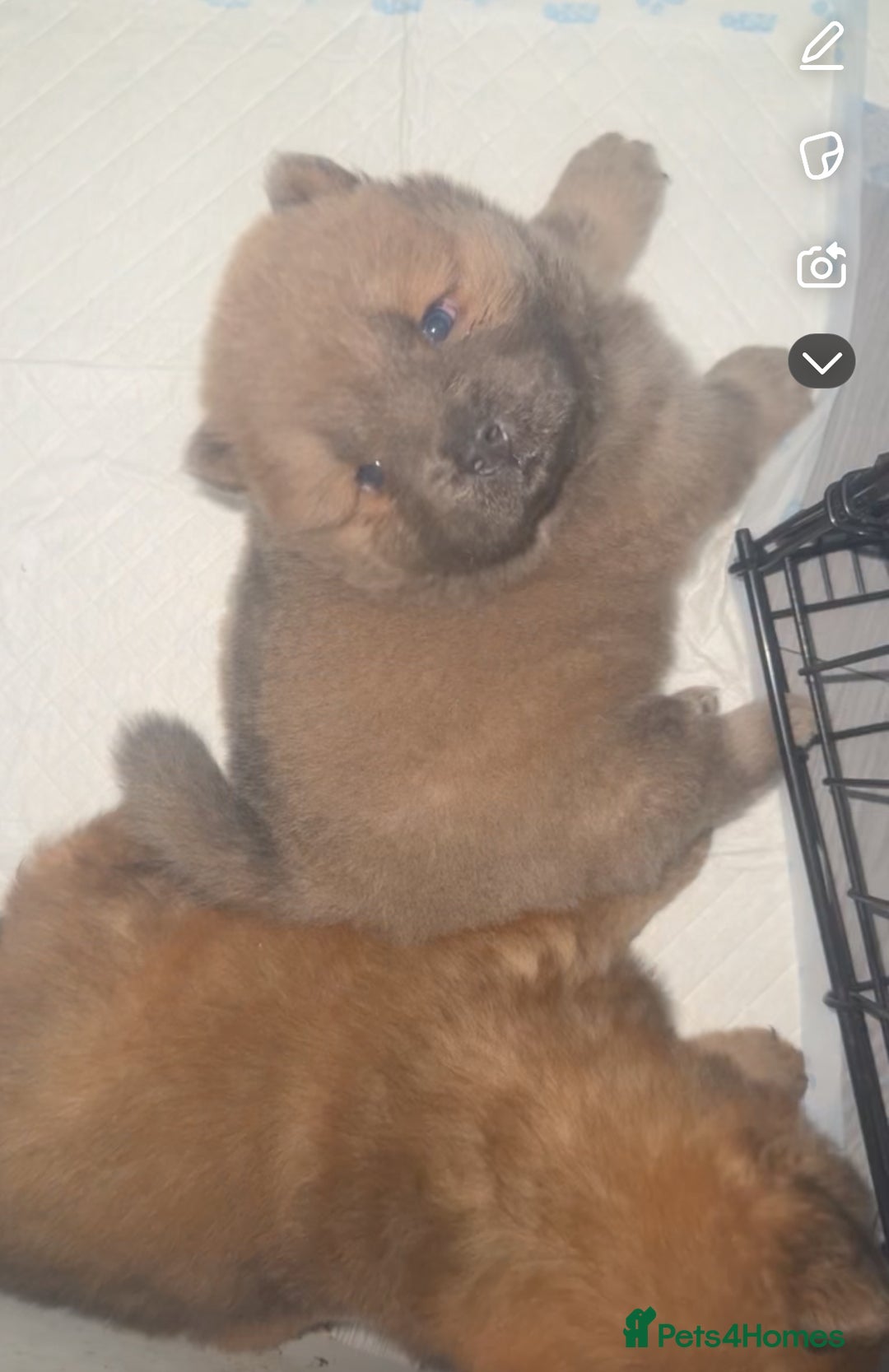 Chow Chow dogs for sale: Chow chow pups - Image 8
