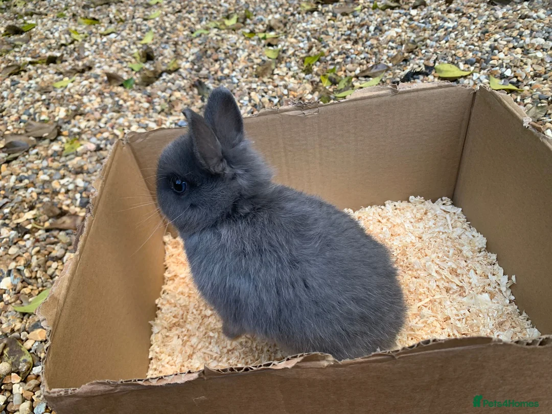 Netherland Dwarf rabbits for sale: Pure Netherland Dwarf rabbits - Advert 2