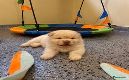 Mixed Breed dogs for sale: Genuine Chowski puppies  - Image 2