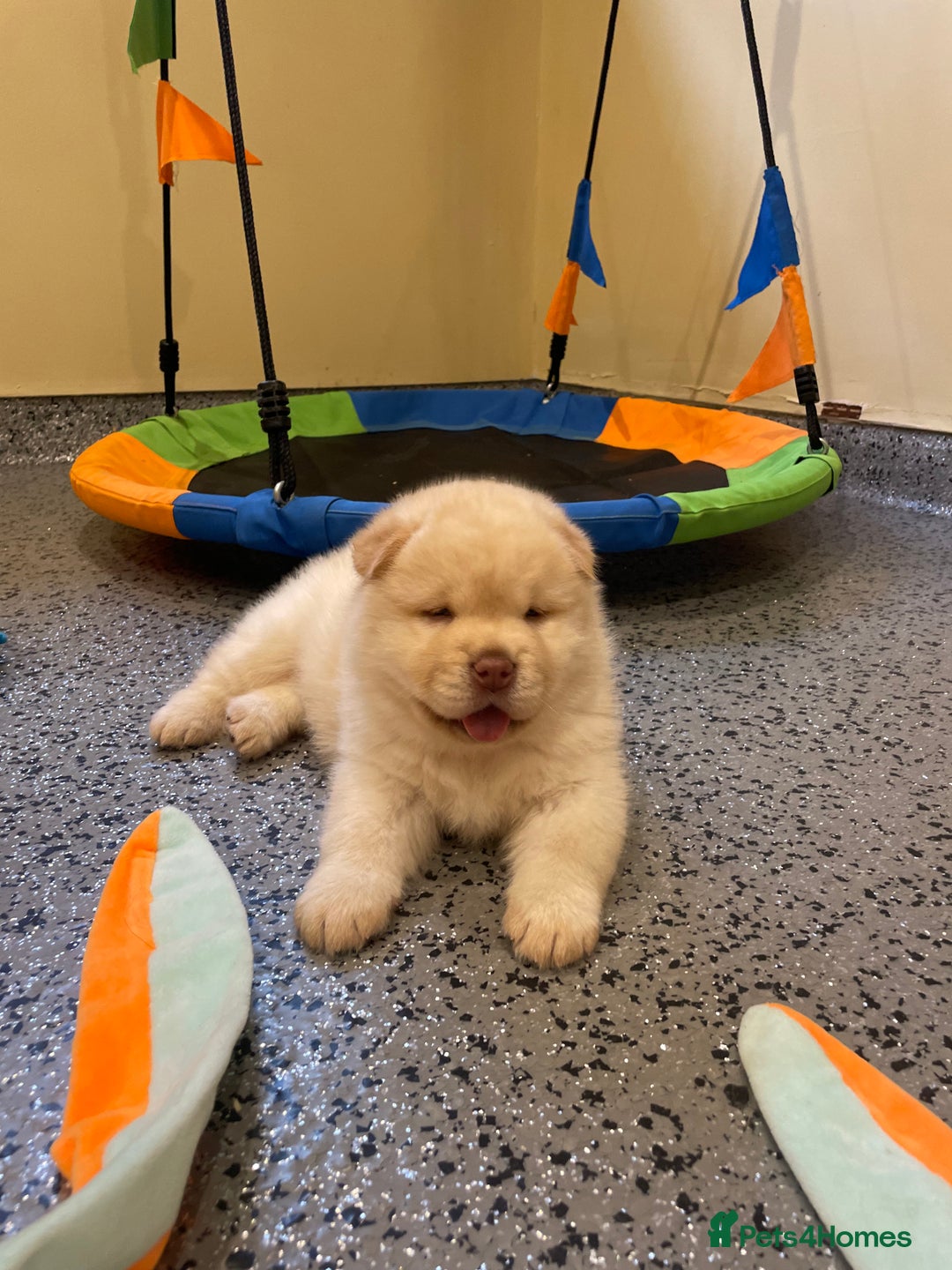 Mixed Breed dogs for sale: Genuine Chowski puppies  - Image 2