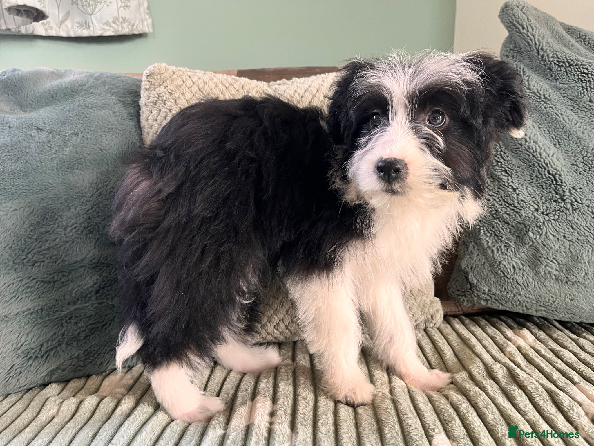 Bordoodle dogs Stunning litter bordpoos/colliepoos/colliedoodle - Advert 1